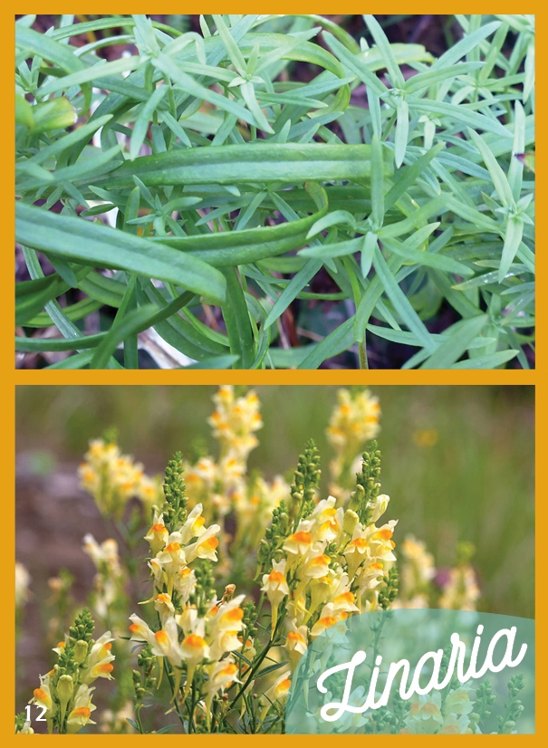 Piccoli Frutti: Fiori secchi, composizioni: cardi selvatici e vitalba